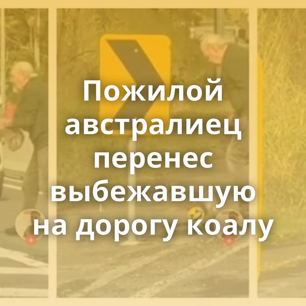 Пожилой австралиец перенес выбежавшую на дорогу коалу