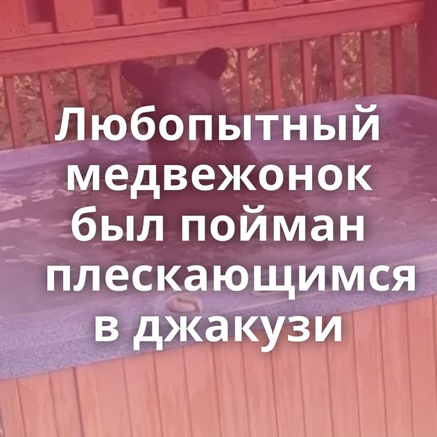 Любопытный медвежонок был пойман плескающимся в джакузи