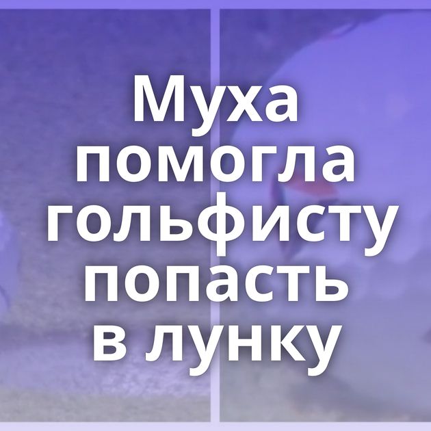 Муха помогла гольфисту попасть в лунку