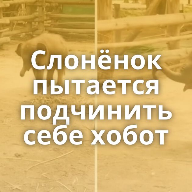 Слонёнок пытается подчинить себе хобот