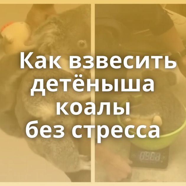 Как взвесить детёныша коалы без стресса