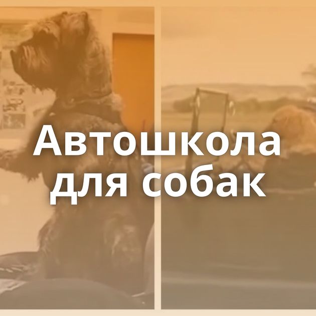 Автошкола для собак