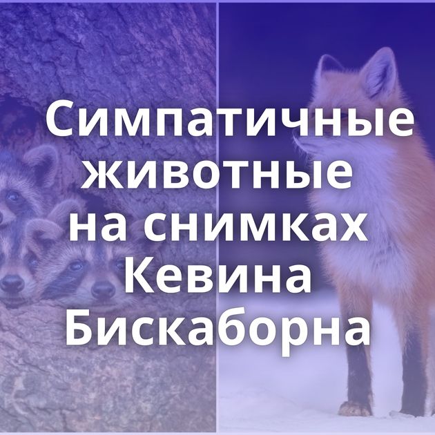Симпатичные животные на снимках Кевина Бискаборна