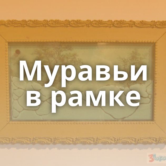 Муравьи в рамке