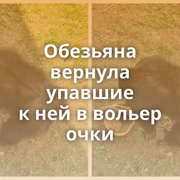 Обезьяна вернула упавшие к ней в вольер очки