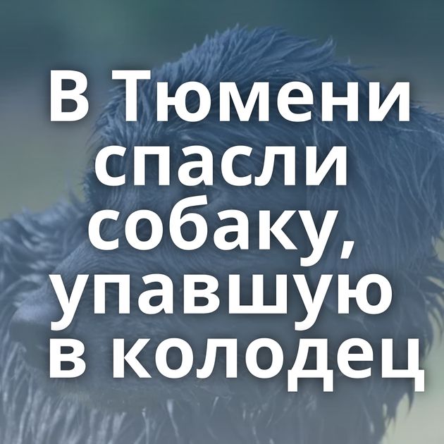 В Тюмени спасли собаку, упавшую в колодец