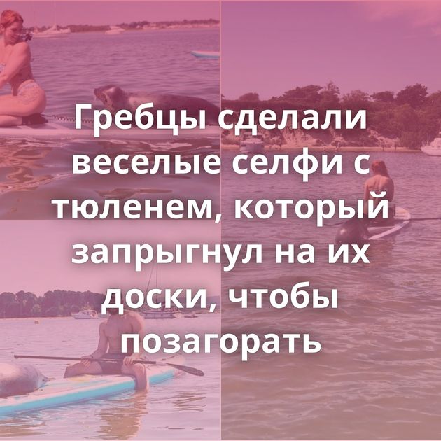 Гребцы сделали веселые селфи с тюленем, который запрыгнул на их доски, чтобы позагорать