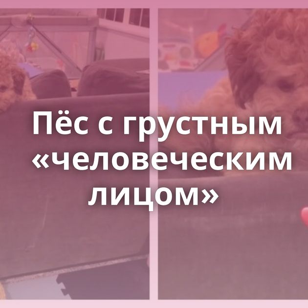 Пёс с грустным «человеческим лицом»
