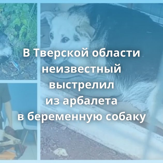 В Тверской области неизвестный выстрелил из арбалета в беременную собаку