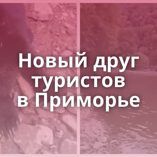 Новый друг туристов в Приморье