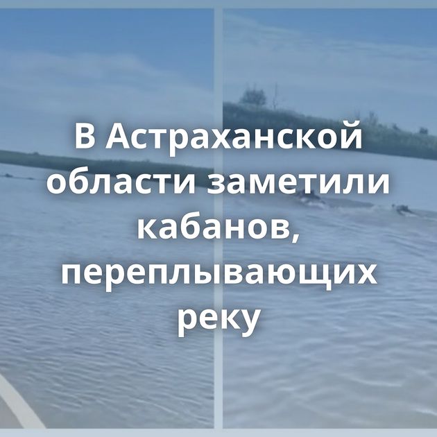 В Астраханской области заметили кабанов, переплывающих реку
