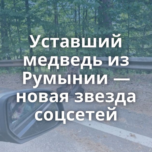 Уставший медведь из Румынии — новая звезда соцсетей
