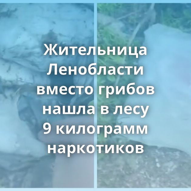 Жительница Ленобласти вместо грибов нашла в лесу 9 килограмм наркотиков