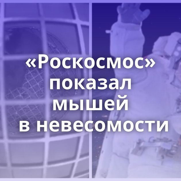 «Роскосмос» показал мышей в невесомости