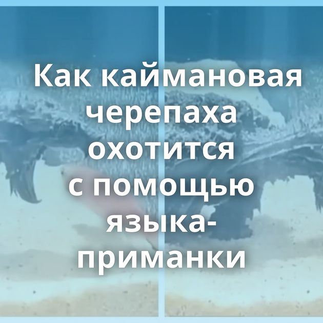Как каймановая черепаха охотится с помощью языка-приманки
