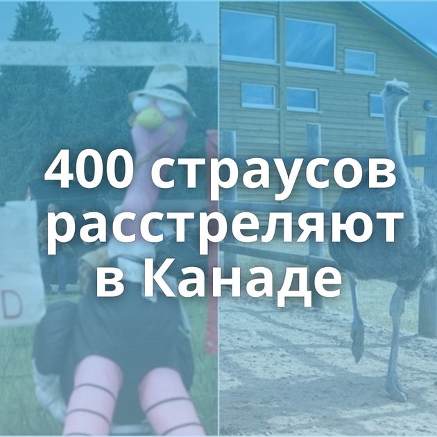 400 страусов расстреляют в Канаде