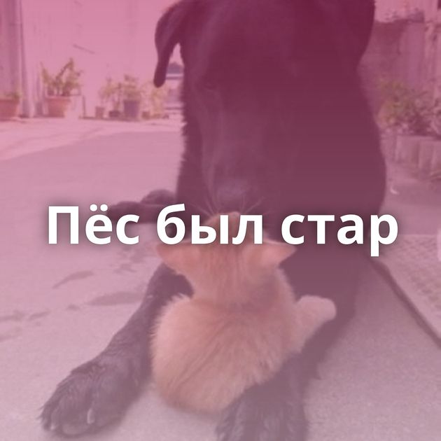Пёс был стар