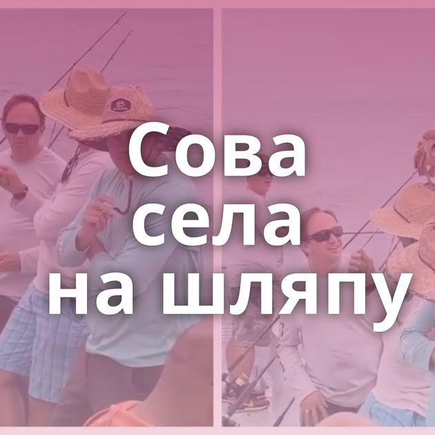 Сова села на шляпу