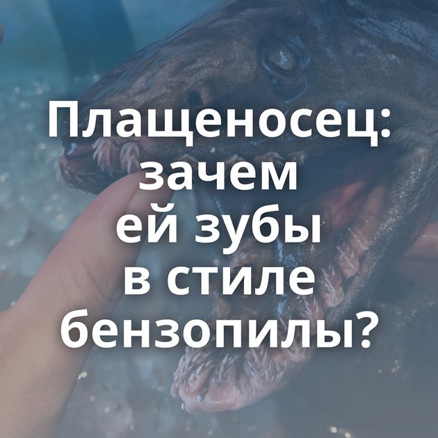 Плащеносец: зачем ей зубы в стиле бензопилы?