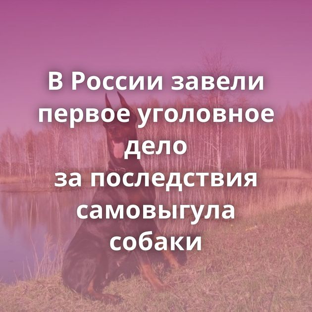 В России завели первое уголовное дело за последствия самовыгула собаки