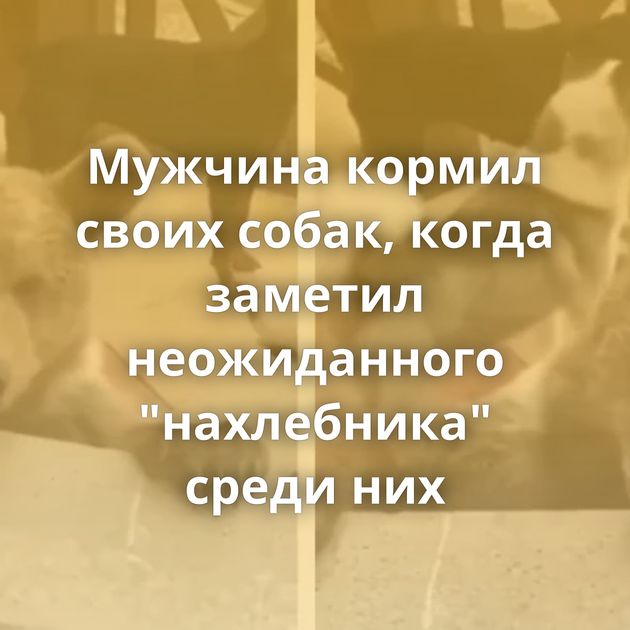 Мужчина кормил своих собак, когда заметил неожиданного 
