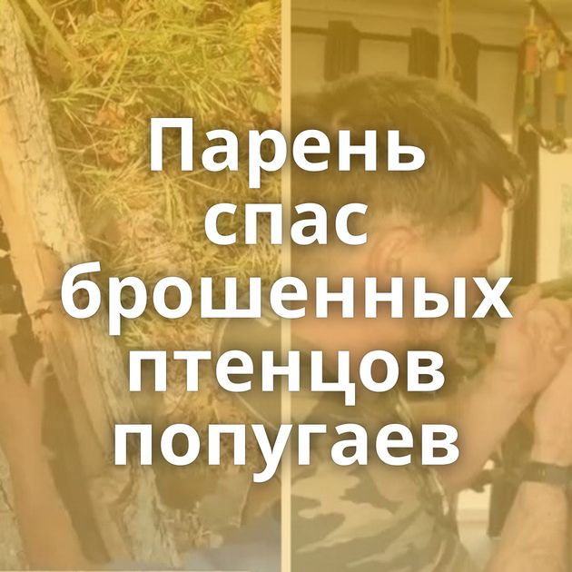 Парень спас брошенных птенцов попугаев