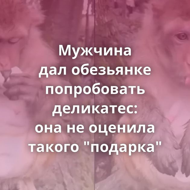 Мужчина дал обезьянке попробовать деликатес: она не оценила такого 