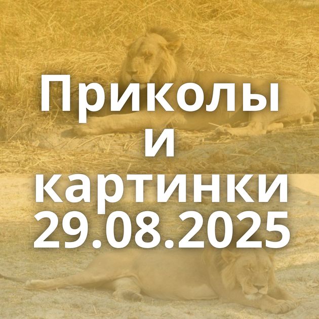 Приколы и картинки 29.08.2025
