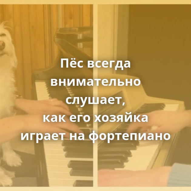 Пёс всегда внимательно слушает, как его хозяйка играет на фортепиано