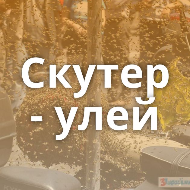 Скутер - улей