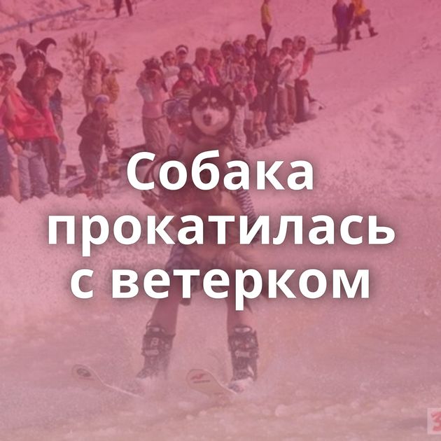 Собака прокатилась с ветерком