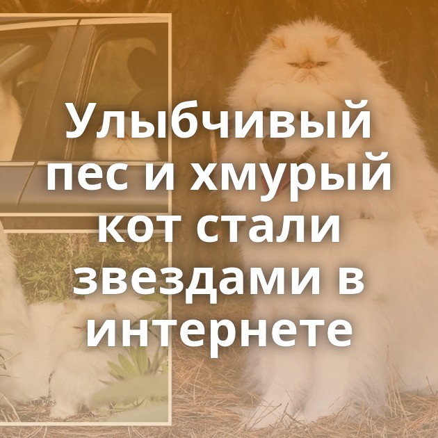 Улыбчивый пес и хмурый кот стали звездами в интернете