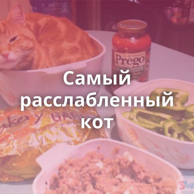Самый расслабленный кот
