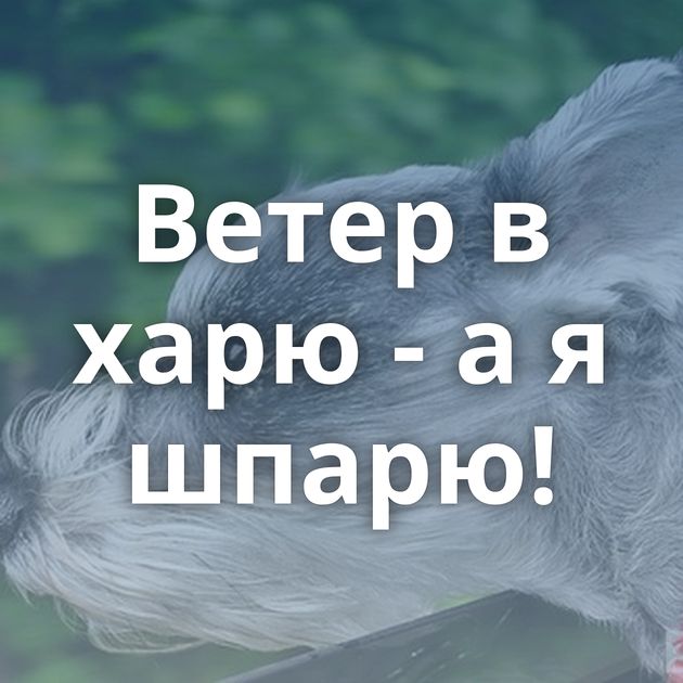 Ветер в харю - а я шпарю!