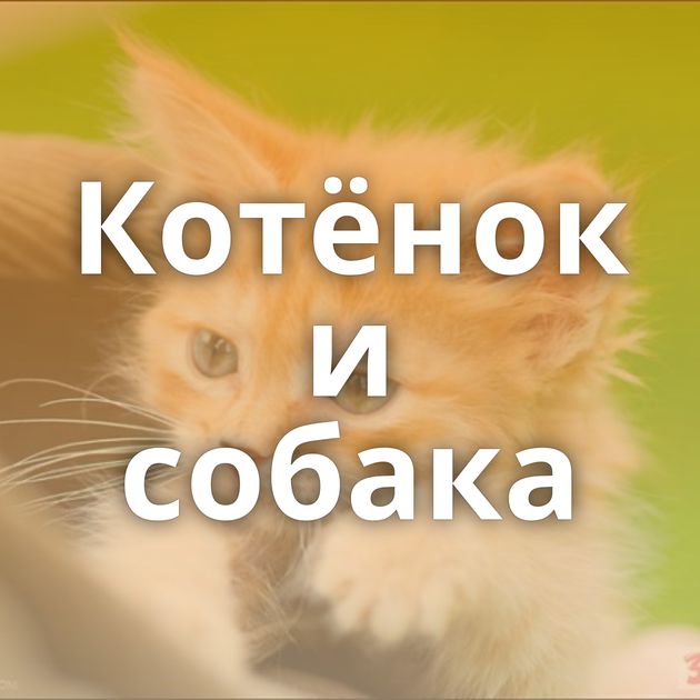 Котёнок и собака