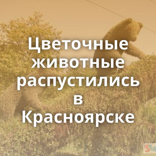 Цветочные животные распустились в Красноярске