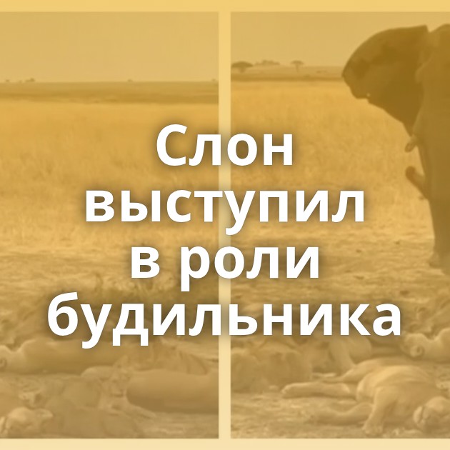 Слон выступил в роли будильника