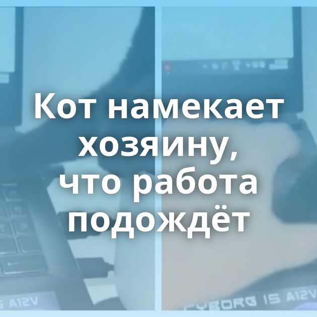 Кот намекает хозяину, что работа подождёт