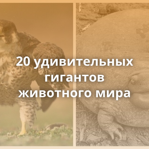 20 удивительных гигантов животного мира