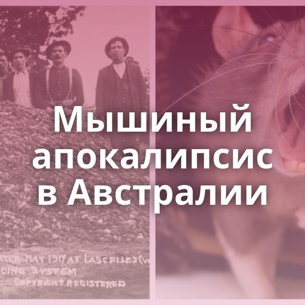 Мышиный апокалипсис в Австралии