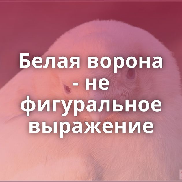 Белая ворона - не фигуральное выражение