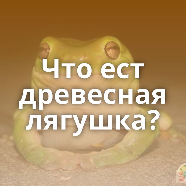Что ест древесная лягушка?