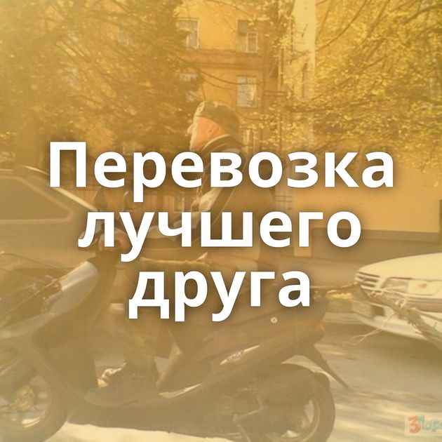 Перевозка лучшего друга