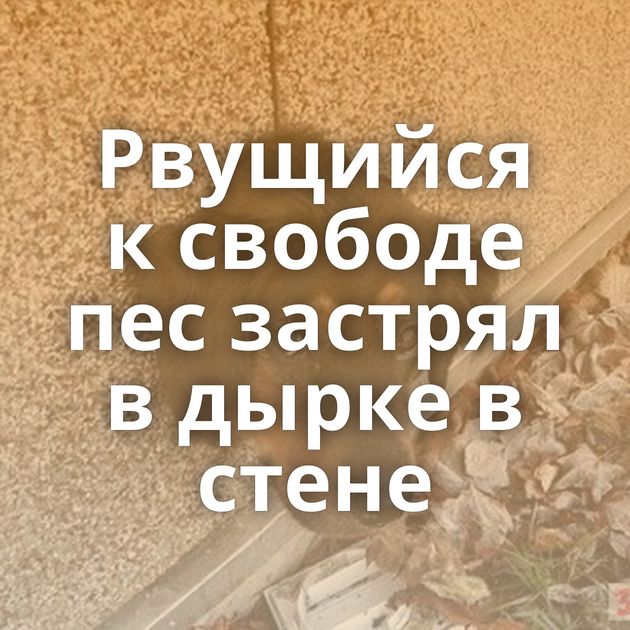 Рвущийся к свободе пес застрял в дырке в стене