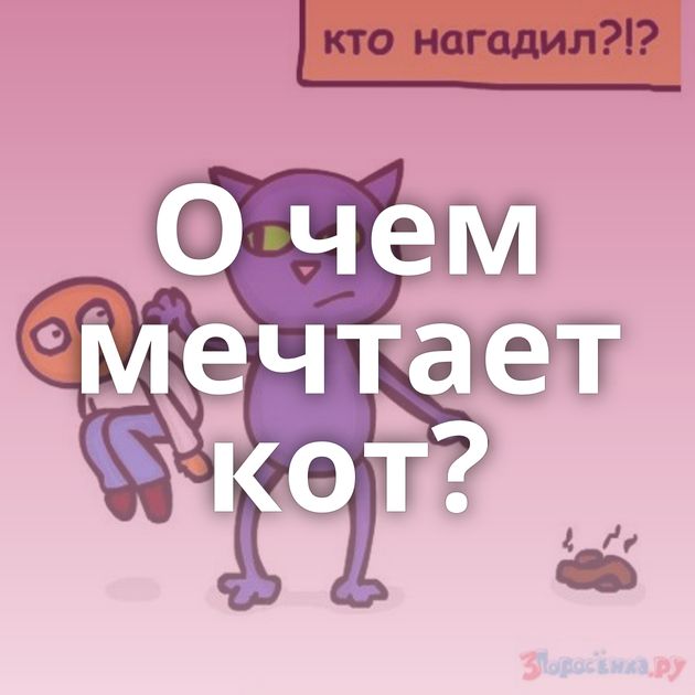 О чем мечтает кот?