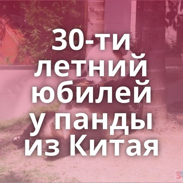 30-ти летний юбилей у панды из Китая