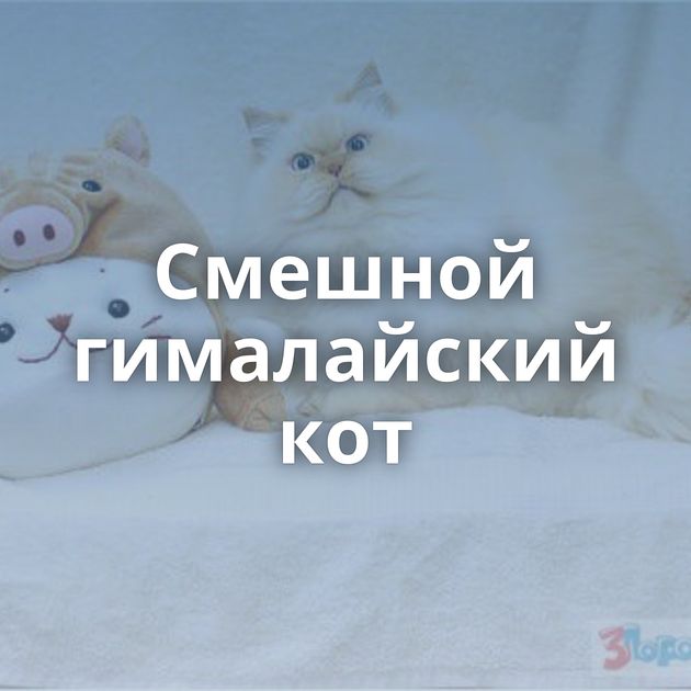 Смешной гималайский кот