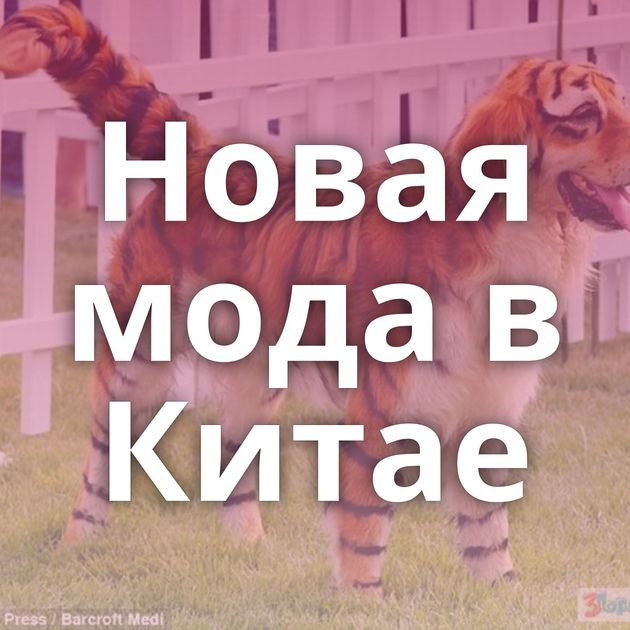 Новая мода в Китае