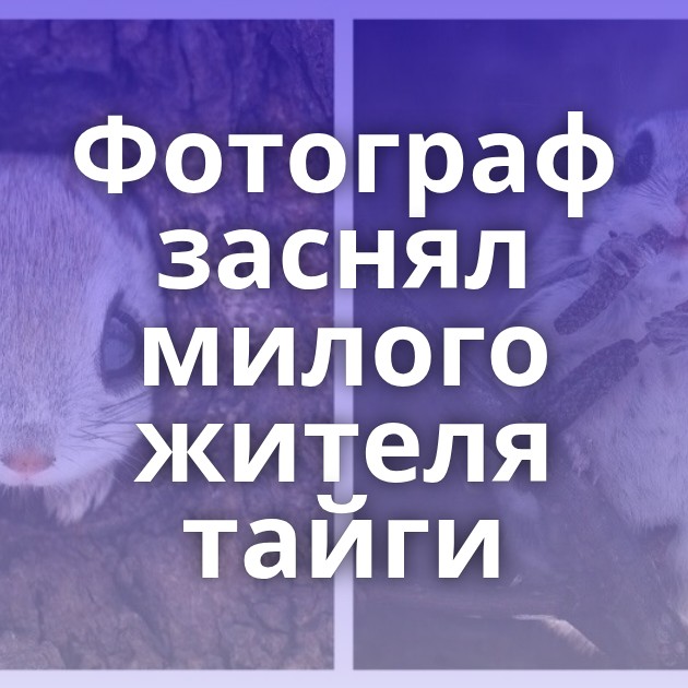 Фотограф заснял милого жителя тайги