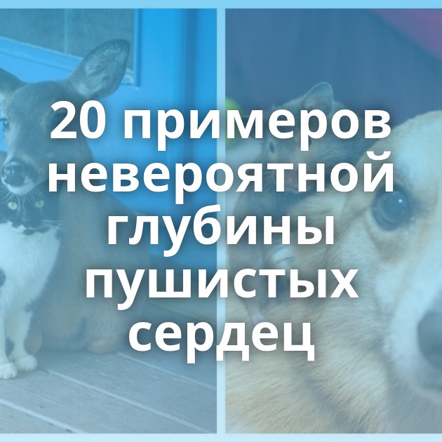 20 примеров невероятной глубины пушистых сердец